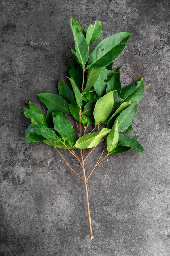 Fresh Bay Leaves isolated on dark background. For seasoning herb. Stock